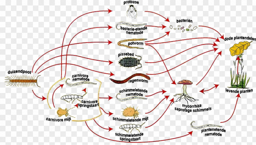 Bacterie Food Web Earthworms Soil Microorganism PNG