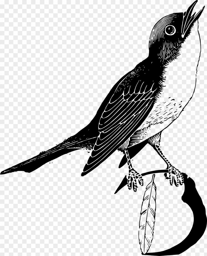 Bird Feather Parrot Clip Art PNG