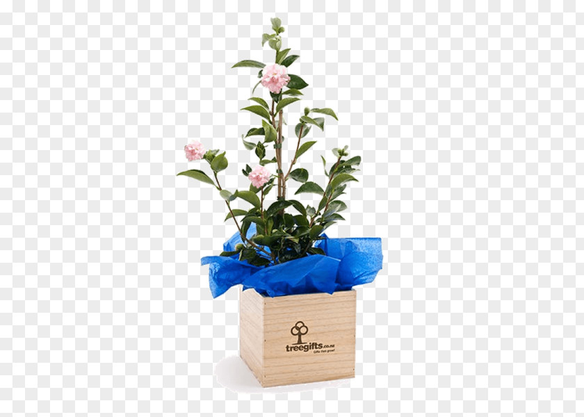Gift Cut Flowers Tree Camellia Plant PNG