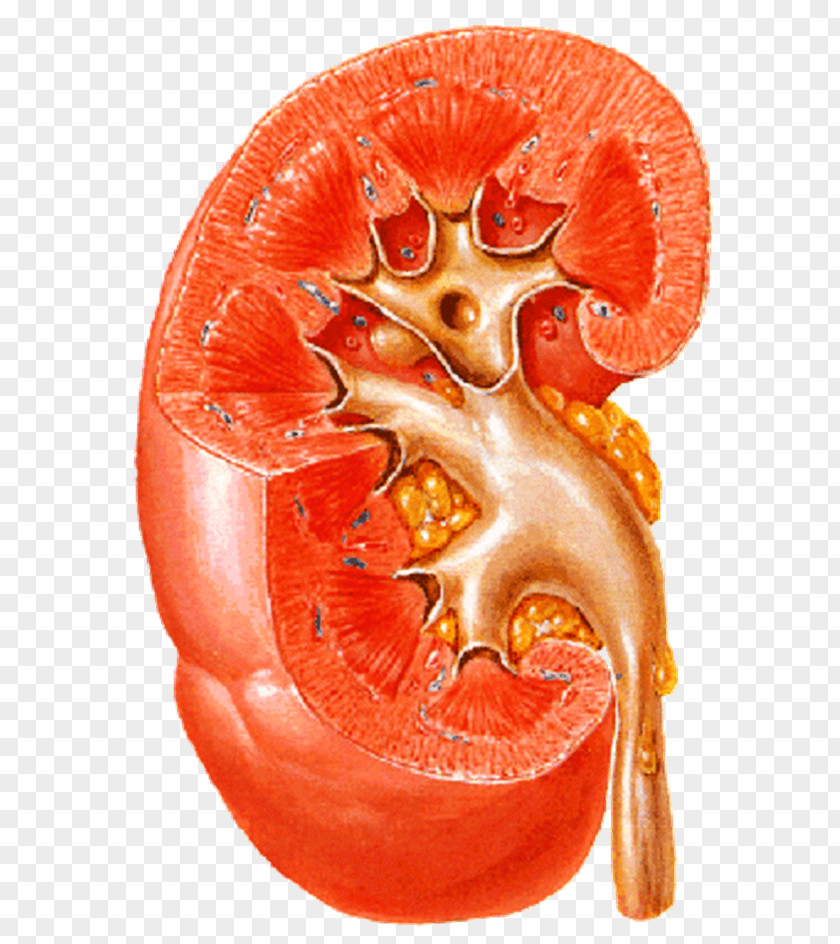 Kidney Disease Ureter Nephrology Renal Cortex PNG