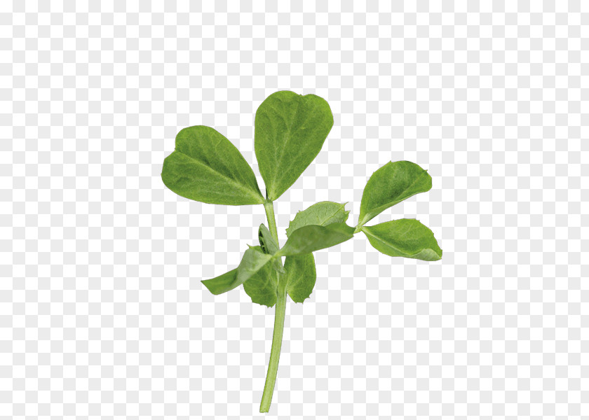 Leaf Pea Shoot Plant Stem Basil PNG