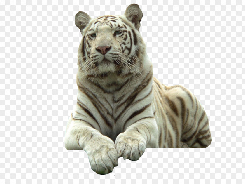 Love Animal Bengal Tiger Felidae Cat White PNG