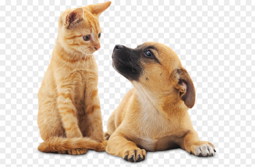 Puppy Sitting Cat Dog Pet Animal Control And Welfare Service Neutering PNG
