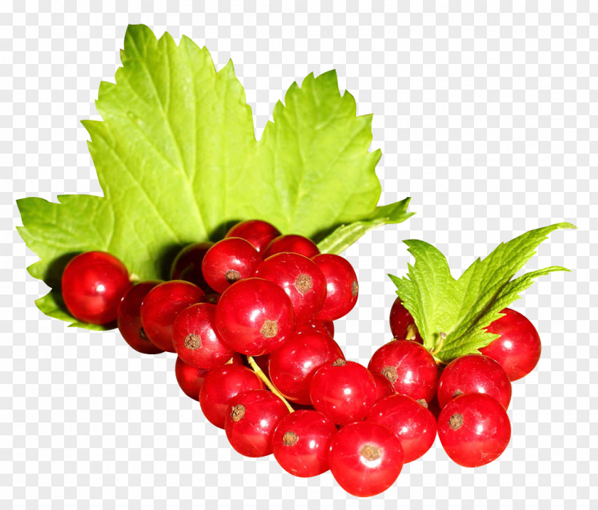 Redcurrant Gooseberry Blackcurrant Zante Currant Frutti Di Bosco PNG