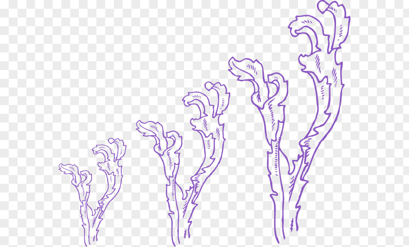 Seaweed Cliparts Algae Clip Art PNG