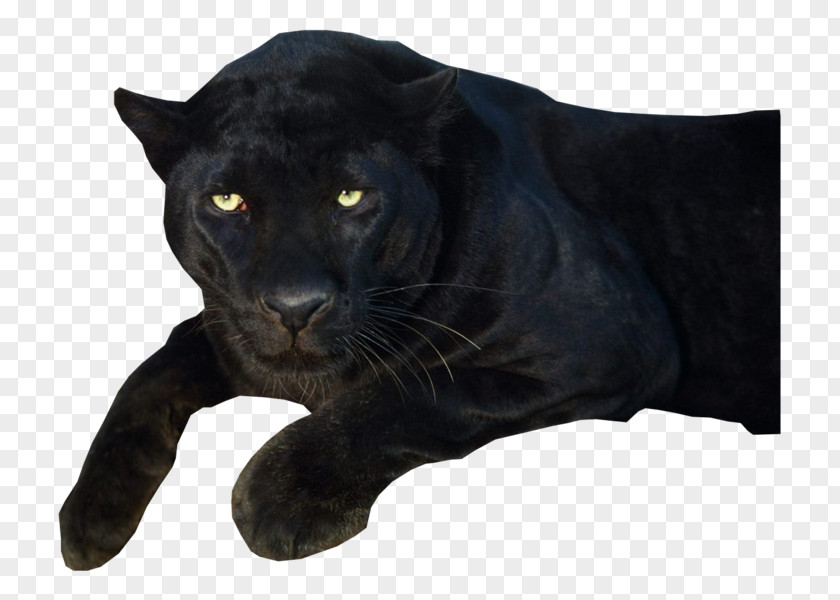 Black Panther Clip Art PNG