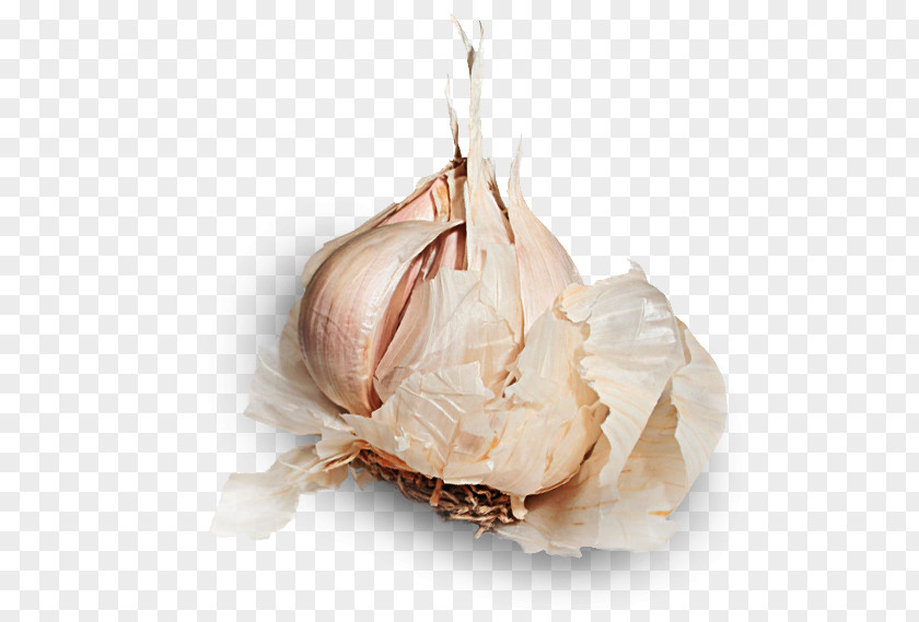 Garlic Shallot Vegetable Allicin Food PNG