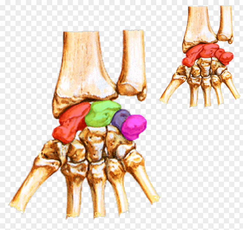 Hand Carpal Bones Wrist Tunnel Lunate Bone PNG