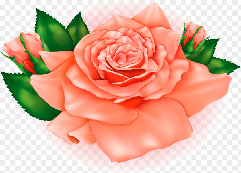Peach Flowers Best Roses Orange Clip Art PNG