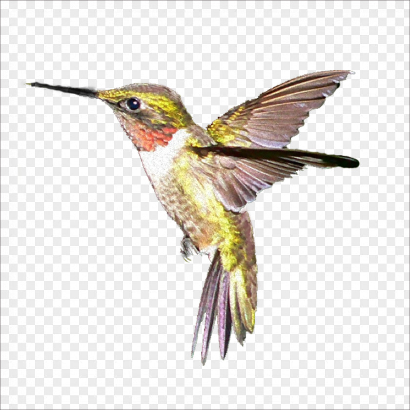 Birds Hummingbird PNG