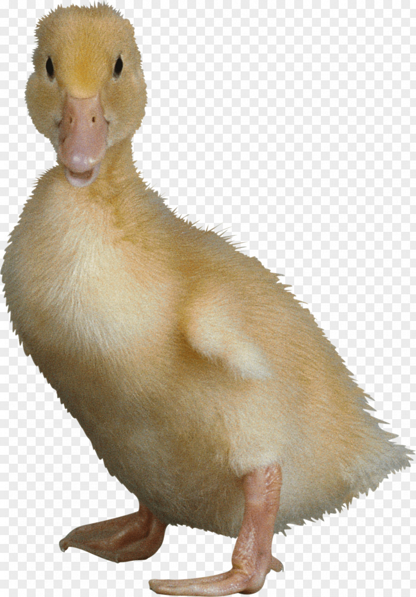 Duck Image Domestic Bird Wing PNG