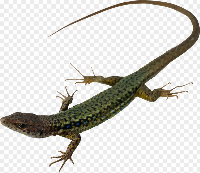 Fields Lizard Reptile Snake Turtle Insect PNG