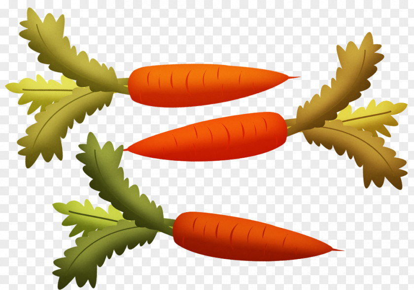 Painted With Green Carrot Material Euclidean Vector Vegetable PNG