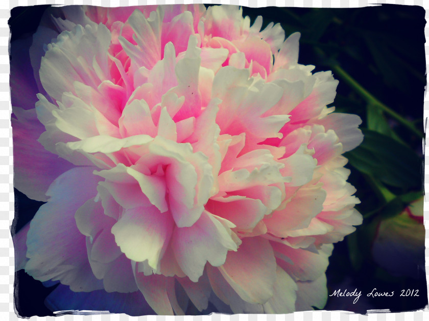 Peony Cut Flowers Carnation Herbaceous Plant PNG