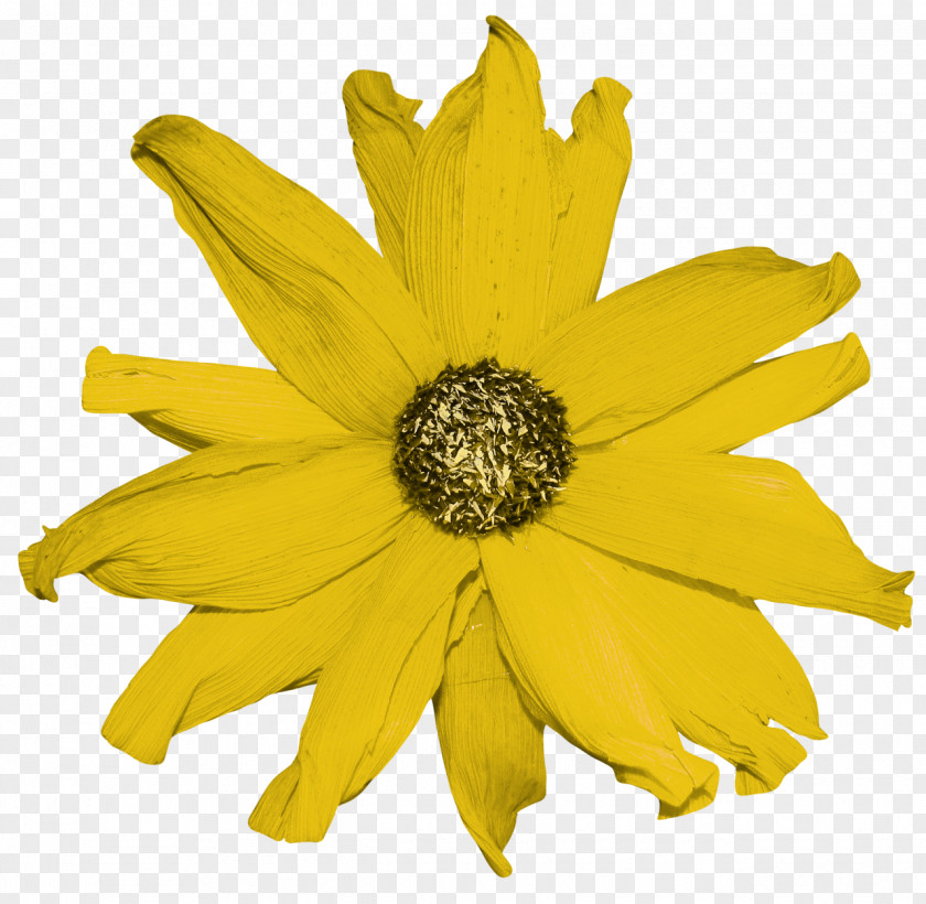 YELLOW Common Sunflower Yellow Pages White PNG