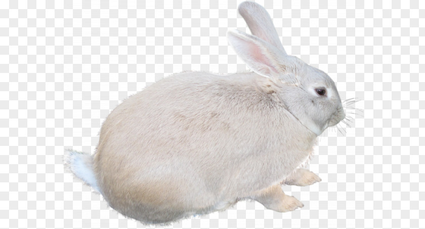 Cute Little White Rabbits Leporids Photography Clip Art PNG