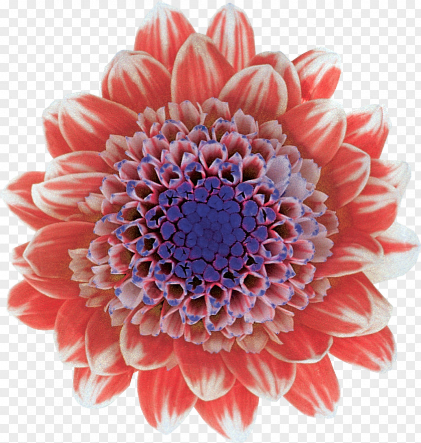 Flower Cut Flowers Floristry Chrysanthemum Transvaal Daisy PNG