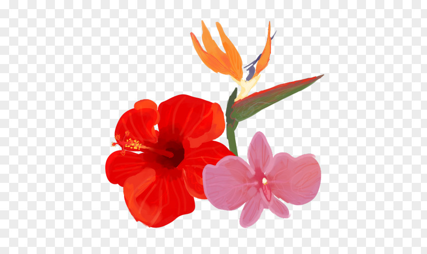 Hibiscus Cut Flowers Petal Plant PNG