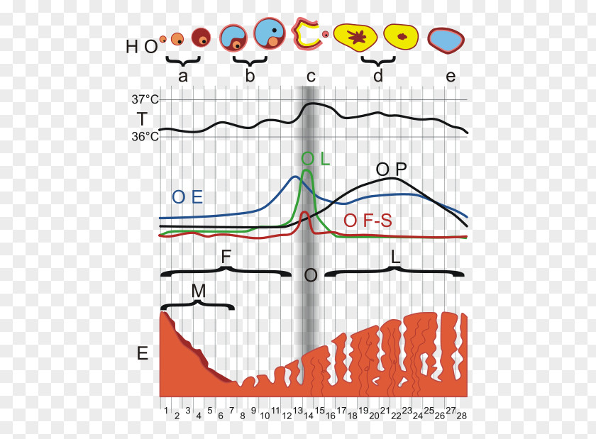 Ovulation Cycle 2 Months Menstrual Menstruation Hormone Diagram PNG