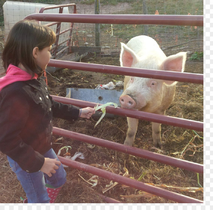 Pig Domestic Farm Snout PNG