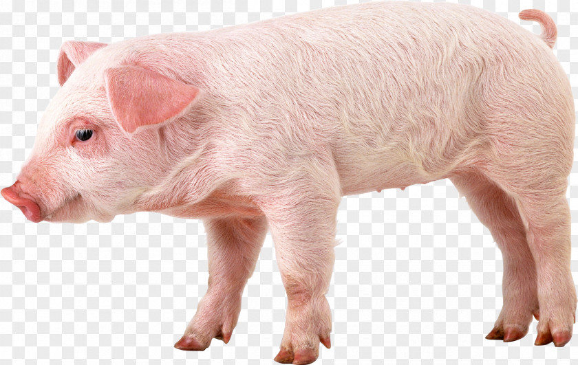 Pig Image Domestic 1080p High-definition Video Wallpaper PNG