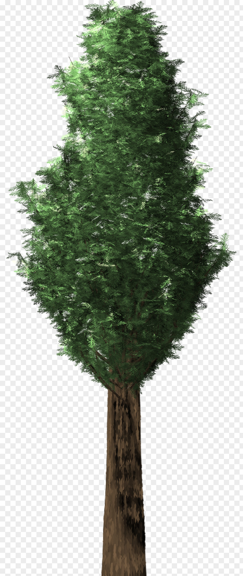Tree Plant Evergreen English Yew Conifers PNG