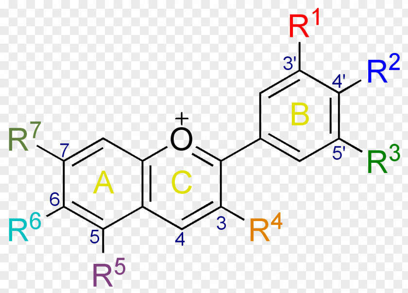 Anthocyanidin Anthocyanin Antioxidant Chemistry Polyphenol PNG