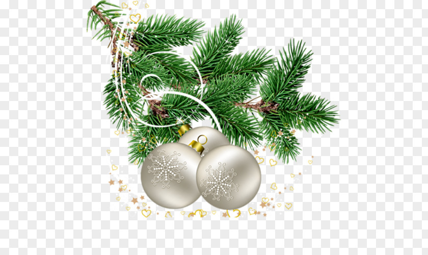 Christmas Tree Branch Day Pine PNG