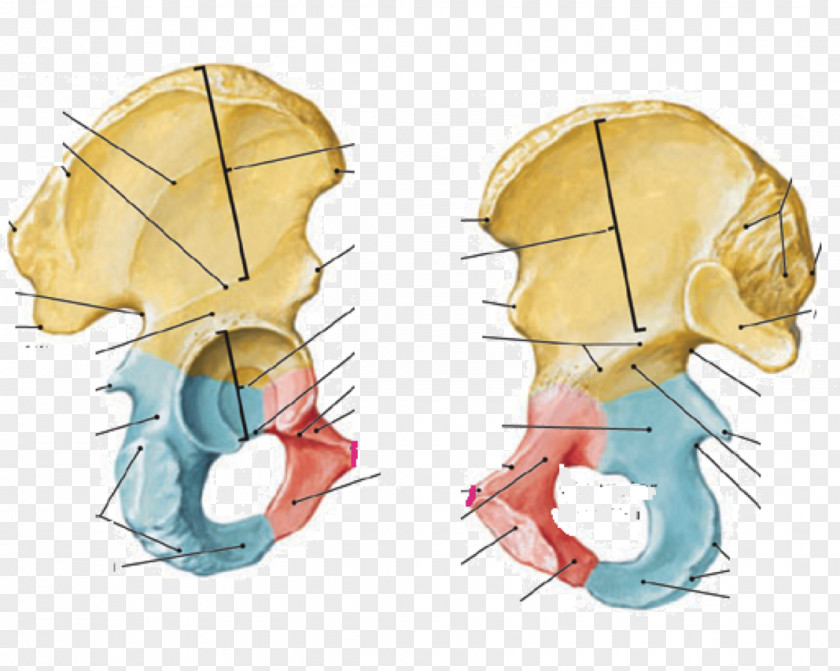Lesser Trochanter Hip Bone Medial Collateral Ligament Anatomy Human Body PNG