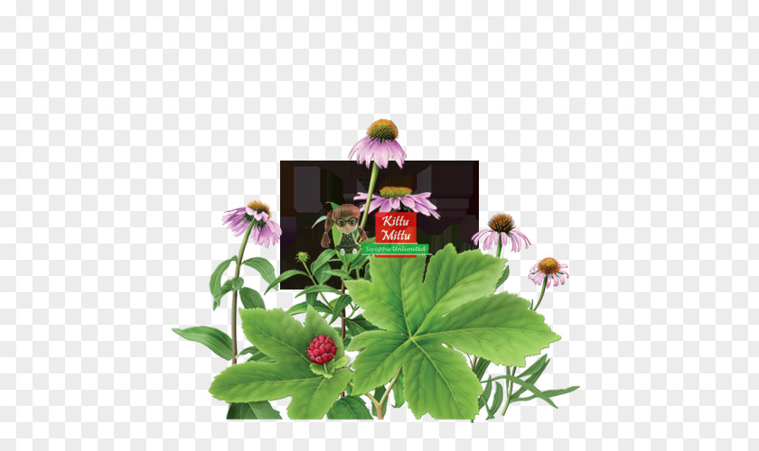Plant Echinacea Purpurea Herbal Tea Goldenseal Aloe Vera PNG