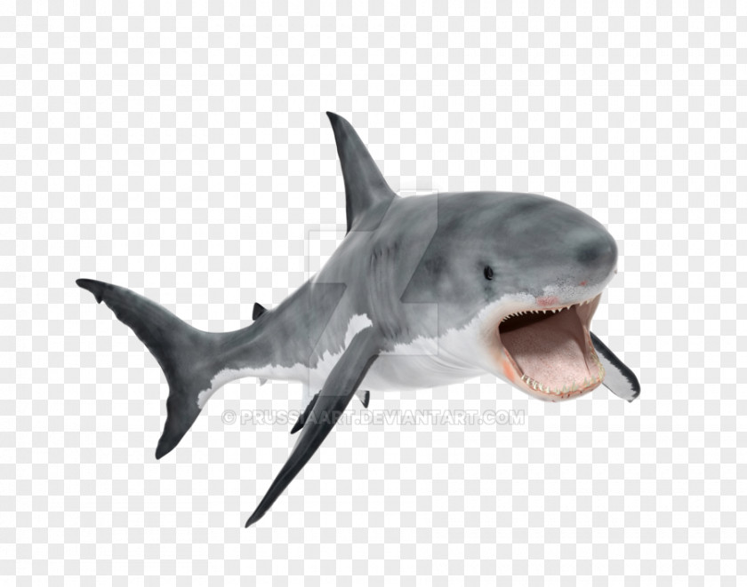 Shark Great White Tiger Whale Requiem PNG