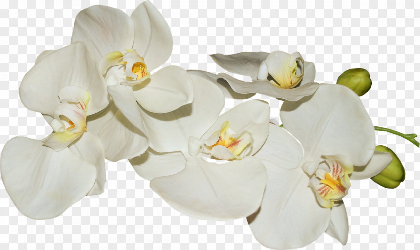 Vanilla Moth Orchids Flower Clip Art PNG