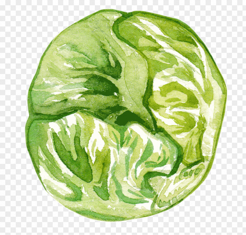 Adobe Watercolor Cabbage Romaine Lettuce Vegetable Collard Greens Spring PNG