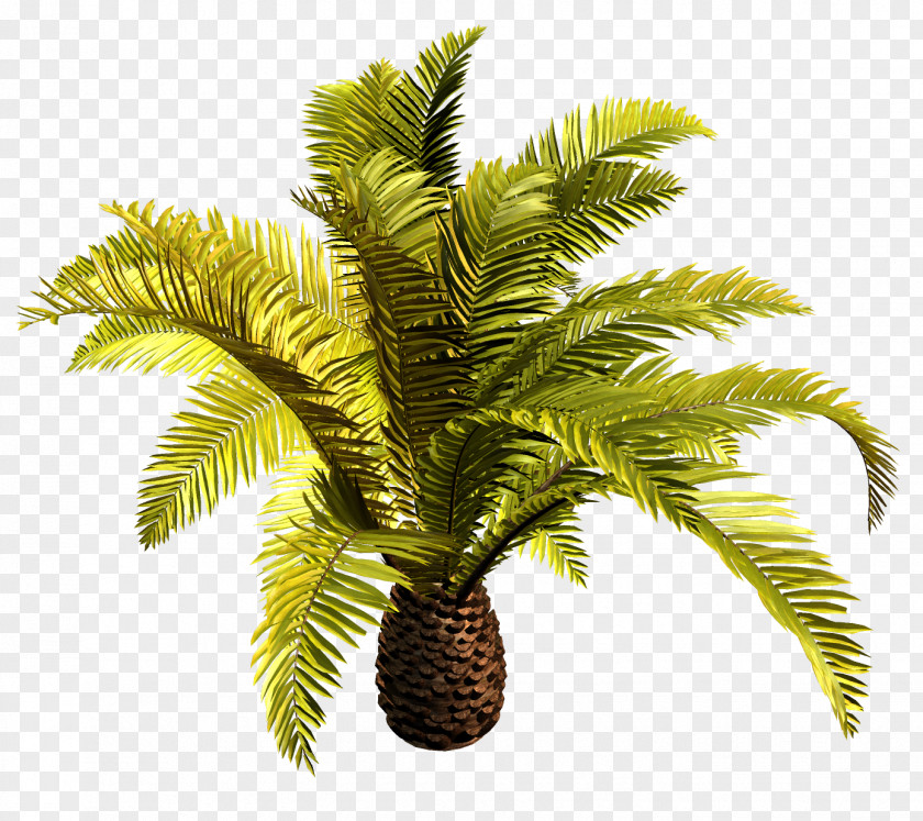 Coconut Babassu Palm Trees Clip Art Oil PNG