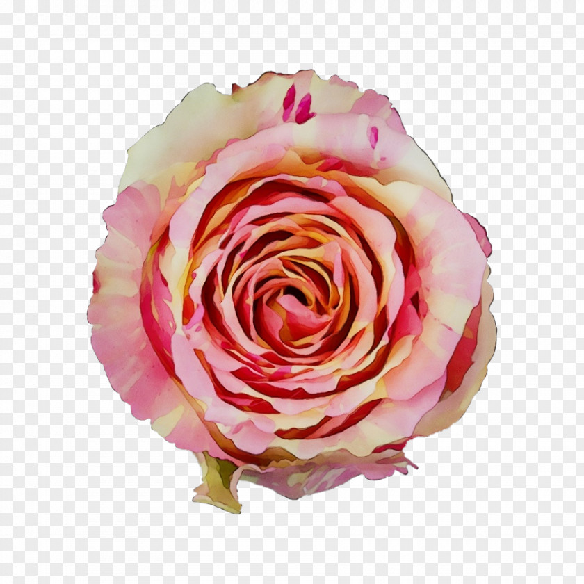 Garden Roses PNG