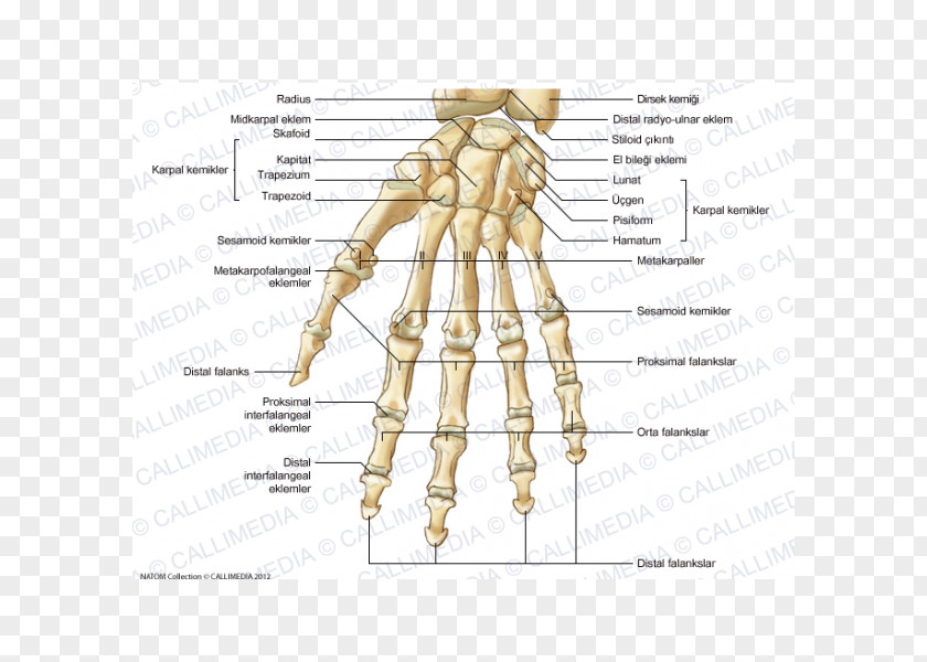 Hand Thumb Homo Sapiens Carpal Bones Anatomy PNG