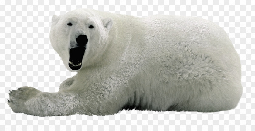 Polar Bear Bears Image PNG