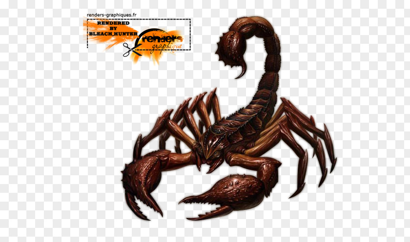 Scorpion Arachnid Tattoo PNG