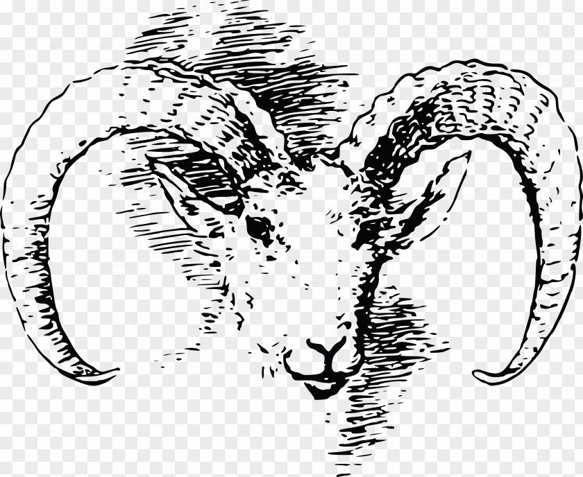 Sheep Bighorn River Clip Art PNG