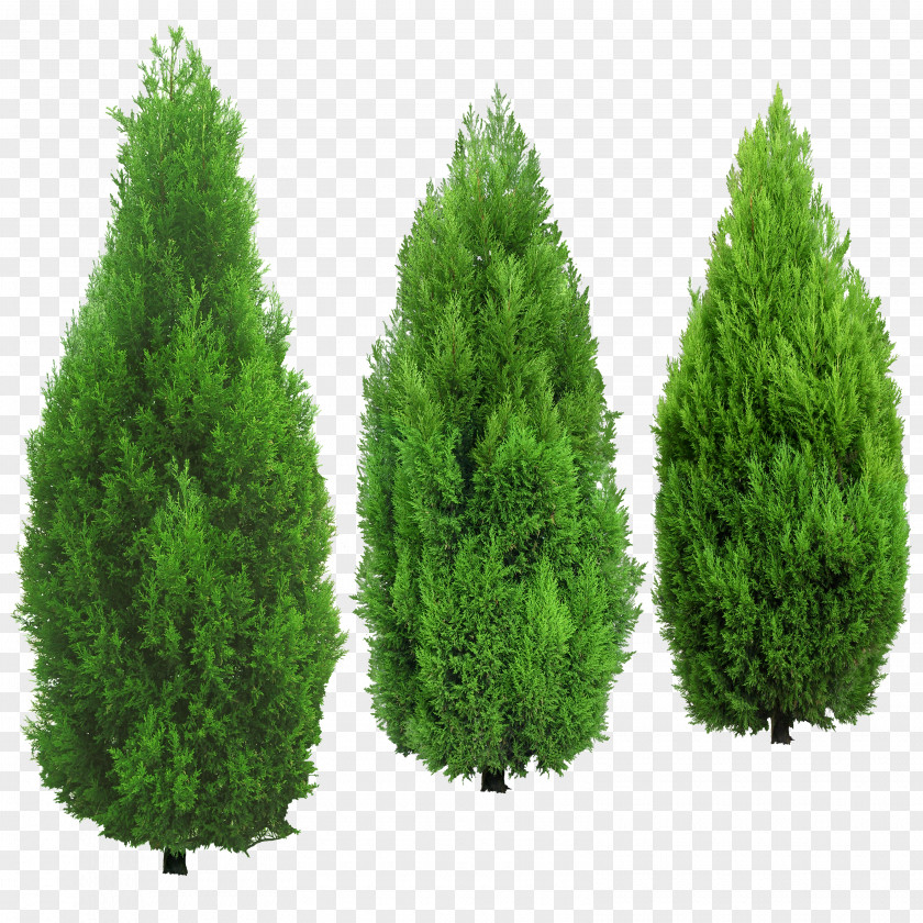 Tree PNG clipart PNG