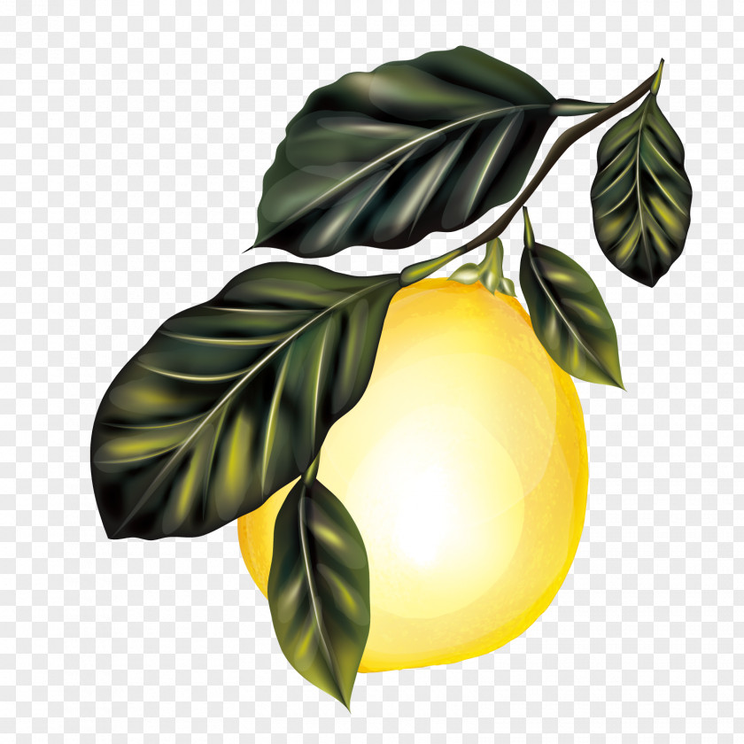 Vector Lemon Tree Branch Fruit PNG