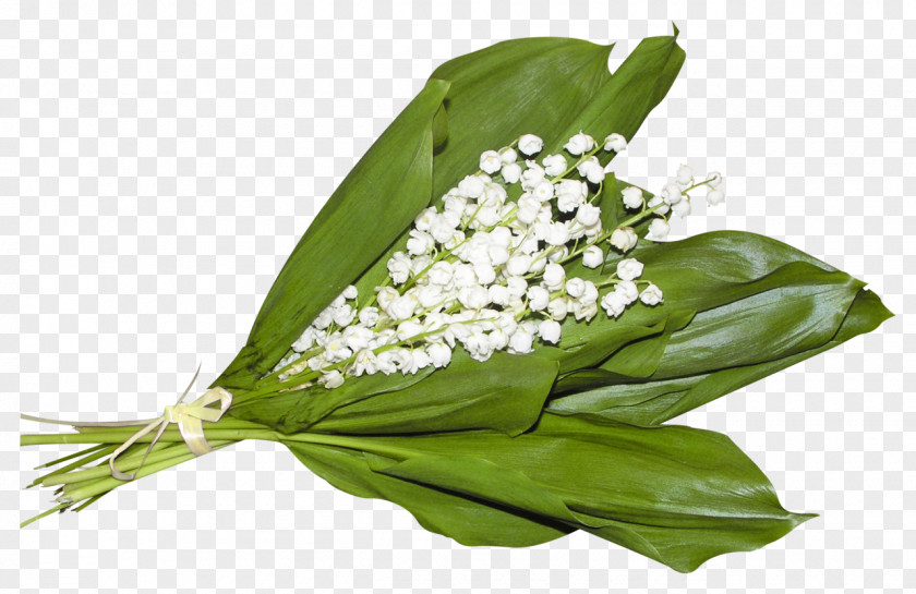 70 Lily Of The Valley 1 May Labour Day International Workers' Holiday PNG