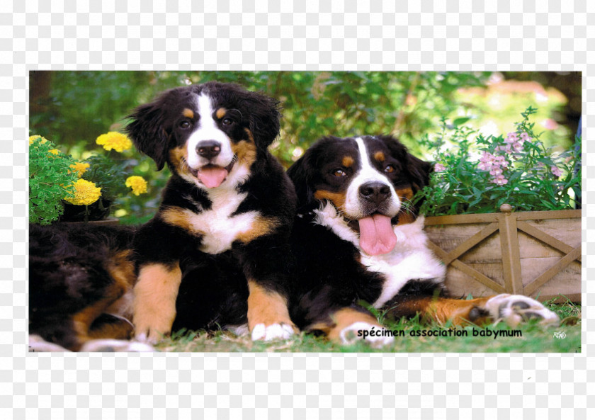 Bouvier Bernois Bernese Mountain Dog Greater Swiss Breed Entlebucher Appenzeller Sennenhund PNG