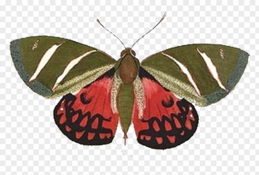 Butterfly Moth Folk Art Clip PNG