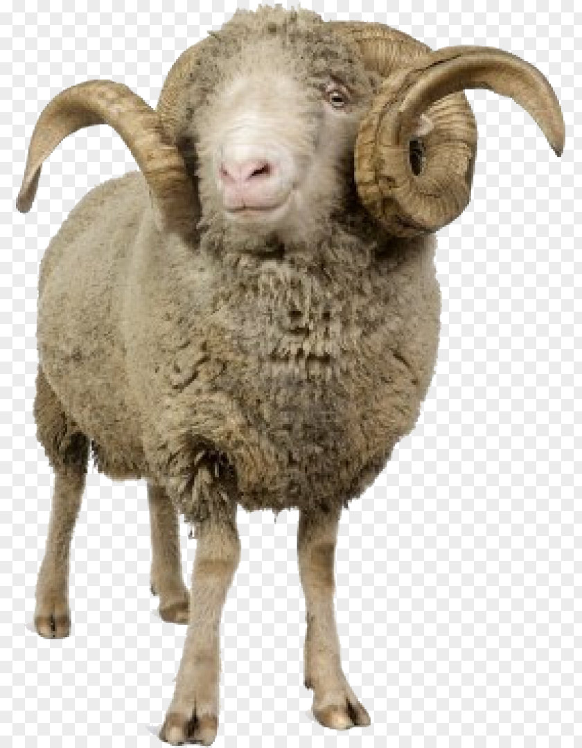 California Rams Clip Art Goat Cừu Merino Arles Transparency PNG