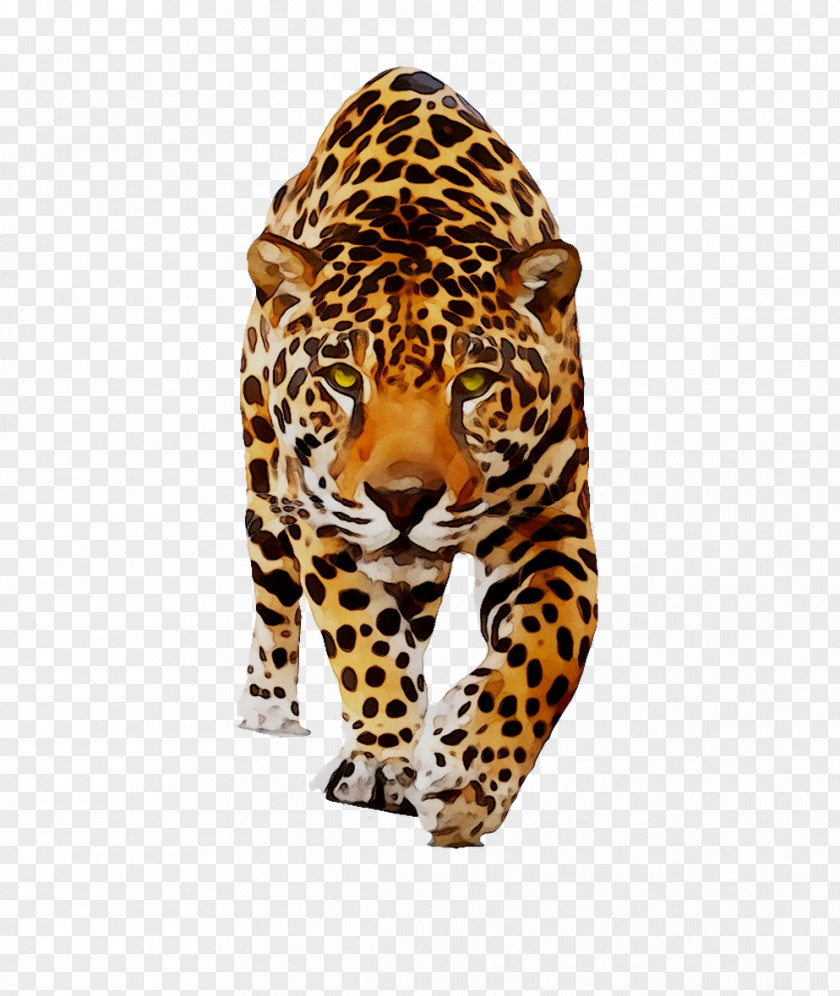 Jaguar Leopard Cat Animal Dog PNG