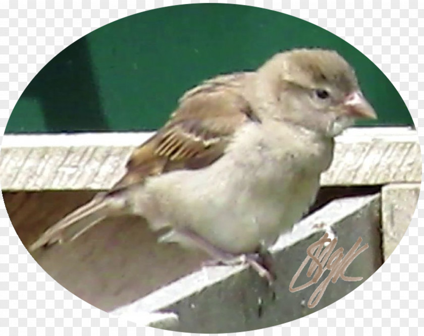 Sparrow House Bird Finch Wren PNG