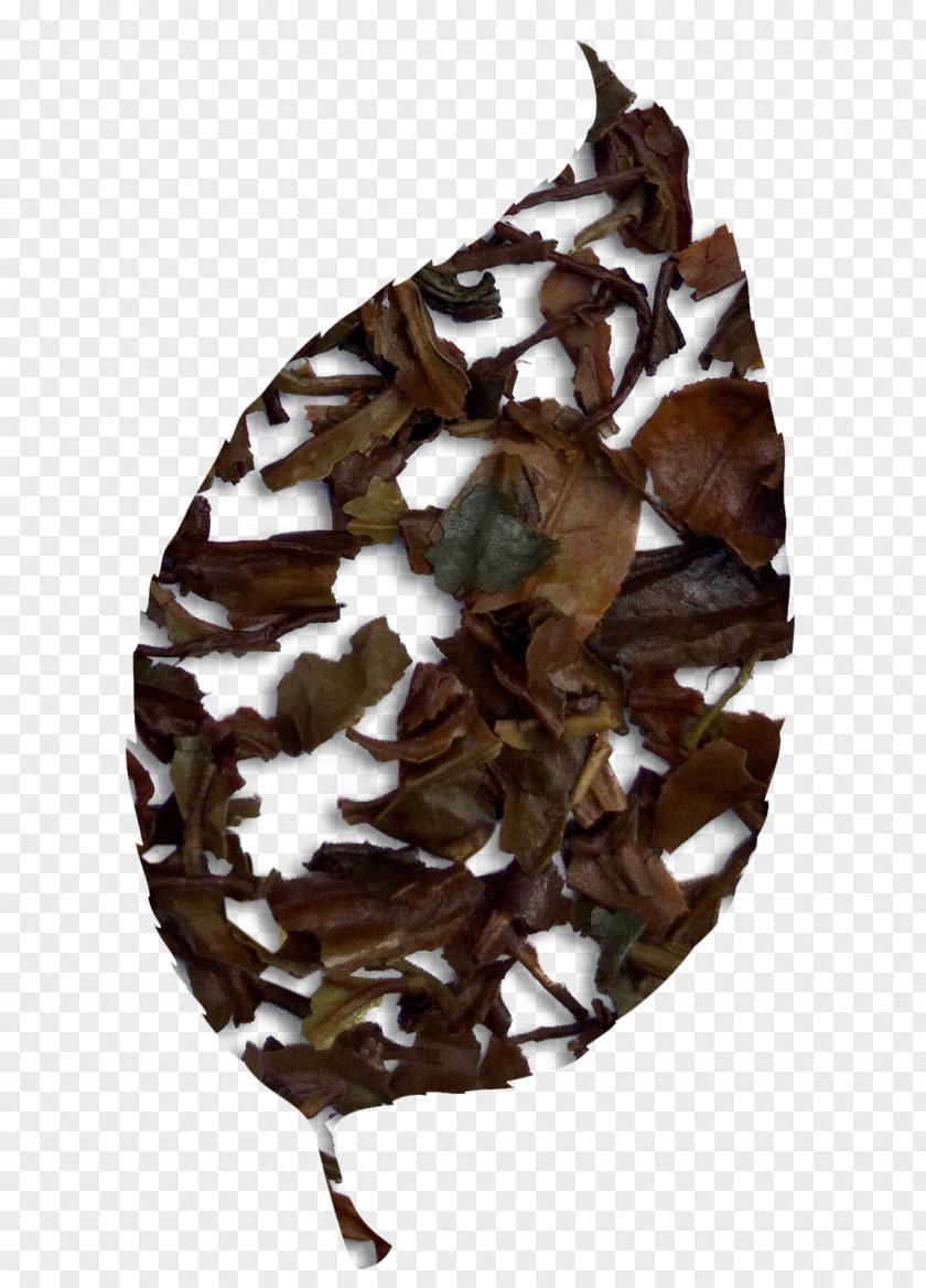 Leaf Camouflage PNG