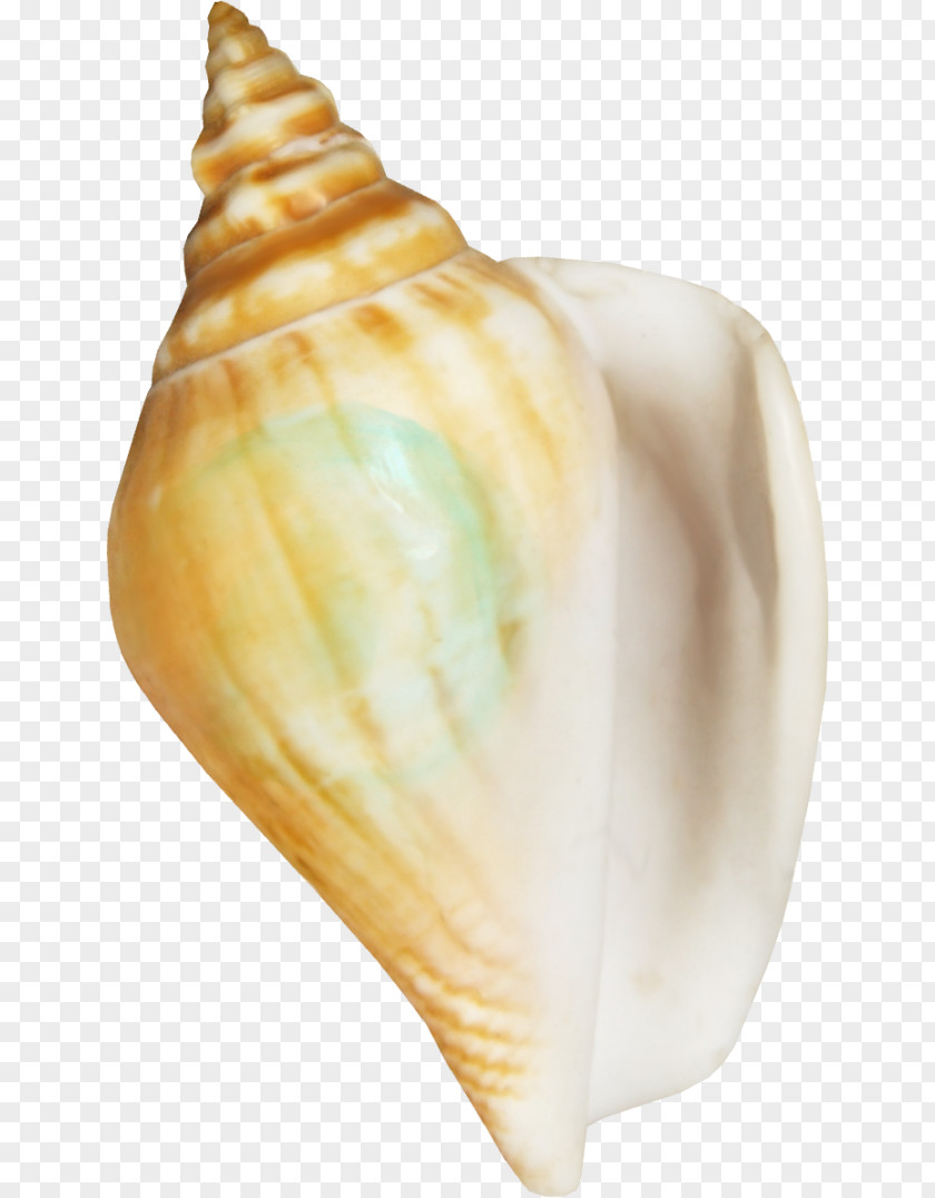 Seashell Conchology Sea Snail Shankha Clip Art PNG