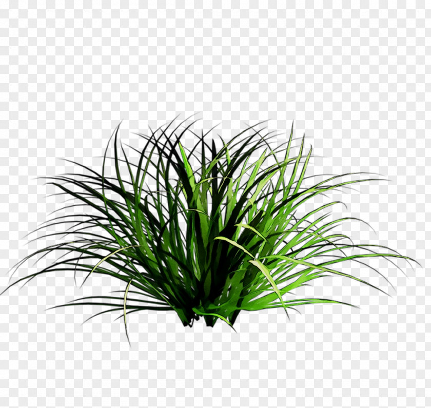 Sweet Grass Shrub Tree Aquarium Terrestrial Plant PNG